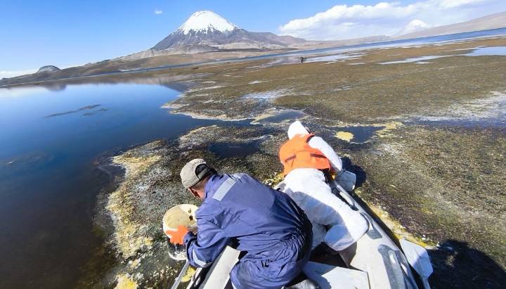 Intensifican extracción de aceite derramado en el lago Chungará tras accidente en la ruta 11
