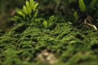 El musgo que sobrevivió al espacio y apunta a Marte