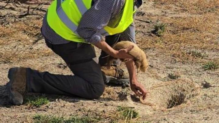 Es una plaga en Albacete y empezarán a vender su carne