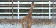 Kipekee, rare spotless giraffe at East Tennessee zoo, passes away