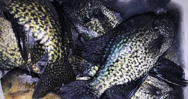 Louisiana man cited after catching 102 crappie: agents
