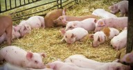 Montana Ag Network: boar stud facility aims to strengthen pork industry