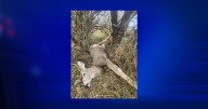 Game wardens need help to find deer poacher in Colstrip
