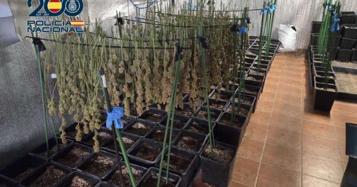 Así era la plantación de marihuana que escondían junto a un colegio en Ugena: 830 plantas y cuatro detenidos
