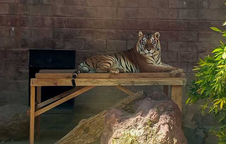 La Unidad de Fauna Silvestre de Pachuca se consolida como uno de los centros de formación ambiental más buscados de la región y recibe el reconocimiento “Práctica Ecofriendly”