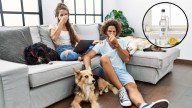 El truco con vinagre para eliminar el olor a perro de tu casa de forma natural