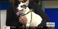 Tuesday’s adoptable pet: Meet Yappy