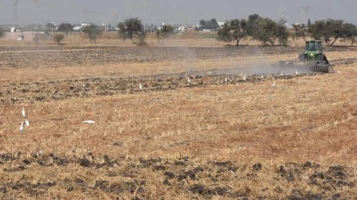 Truena maíz transgénico a productores de maíz y sorgo en Guanajuato