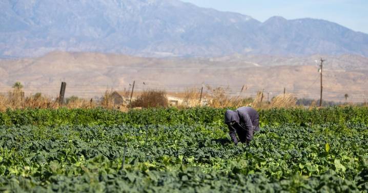 Los trabajadores agrícolas demandan al gobierno de Trump en California por amenazar sus salarios