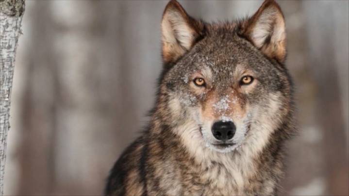 CPW confirms death of relocated wolf in southern Colorado