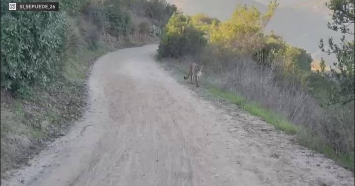 Bicyclist detail scary encounter with mountain lion in Orange County