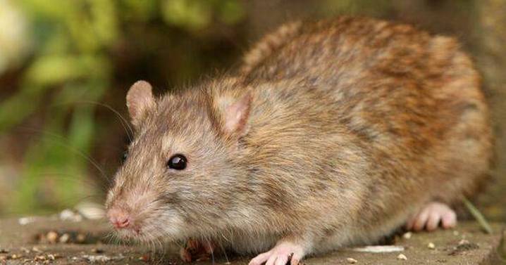 Rats are 'targeting' Christmas food and drink being stored in garages and sheds
