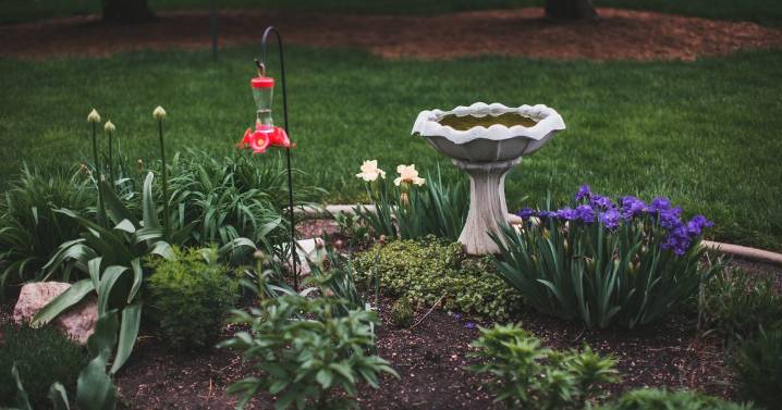 Gardener installs outdoor camera and is stunned by what she captures on film