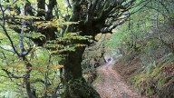 National Geographic selecciona un castañar asturiano como uno de los más bellos de España