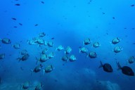 Deep-sea mining risks disrupting the marine food web, study warns