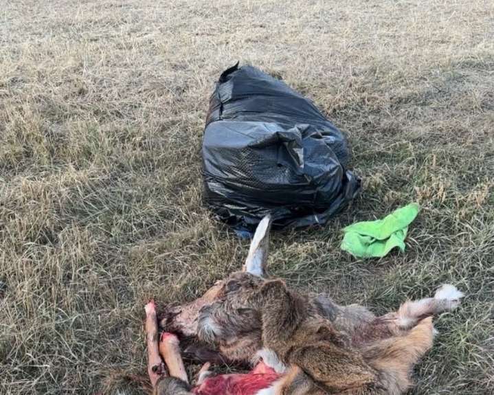 Conservation officers warn hunters against illegal dumping of deer remains