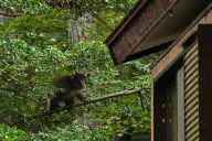Japanese residents battle monkeys to save property