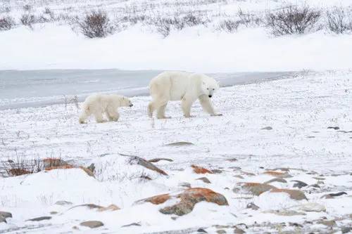 Bear-dar: New line of defence for humans and polar bears in the North