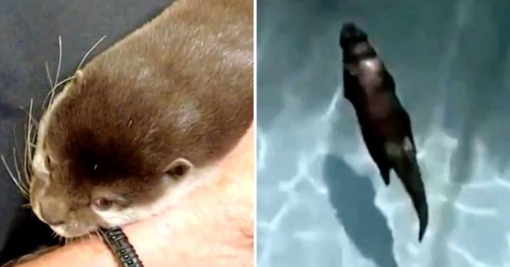 Meet Splash, the Florida otter helping deputies find human remains and solve underwater mysteries