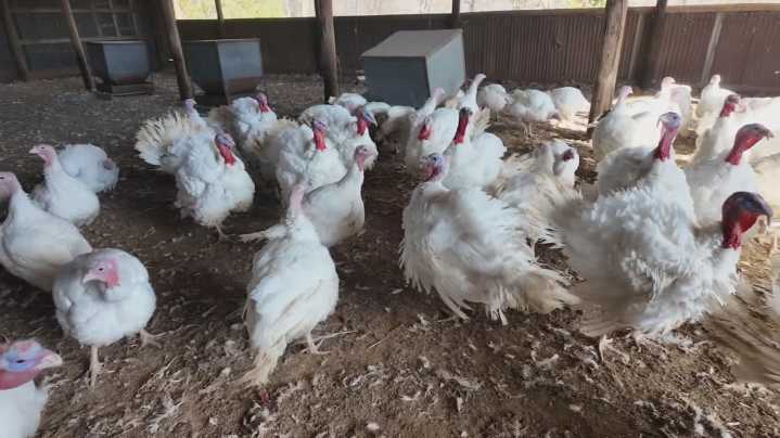 The cost of Thanksgiving dinner is down for the third year in a row