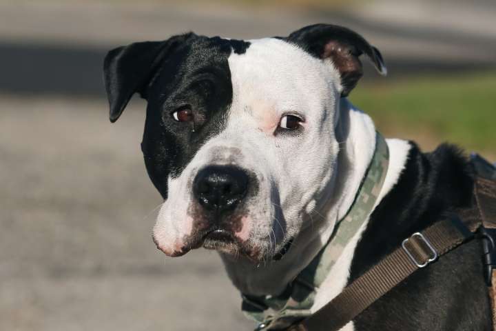 Long-term shelter dog needs his own space, loves naps