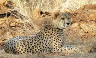 Another batch of 8 cheetahs from Africa to arrive in India soon; SA team visits MP habitats