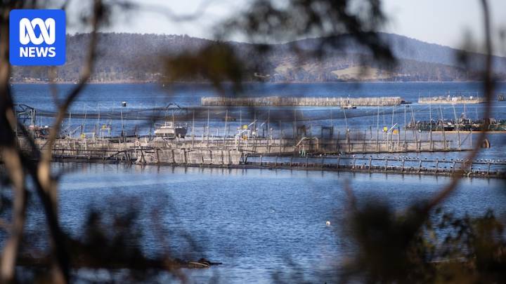 Tasmanian farmed salmon industry granted emergency federal approval to use florfenicol antibiotic