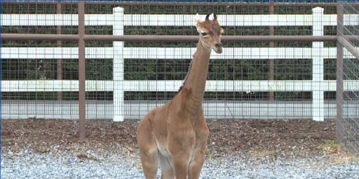 Kipekee, rare spotless giraffe at East Tennessee zoo, passes away