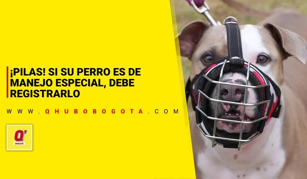 Propietarios de perros de manejo especial deberán registrarlos ante las alcaldías locales. Le contamos cómo.