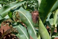 Cede plaga de gusano cogollero en José María Morelos; productores reportan recuperación