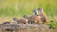 How Desperate Would You Have To Be To Eat A Prairie Dog?