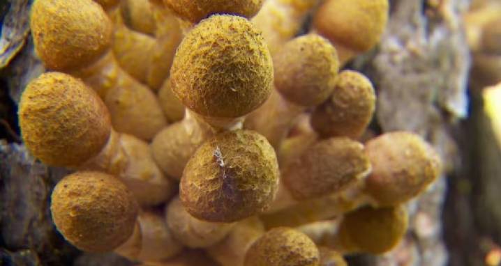 Oregon's Humongous Fungus, The Largest Organism On Earth