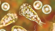 No end to concerns, another amoebic infection confirmed in Kochi