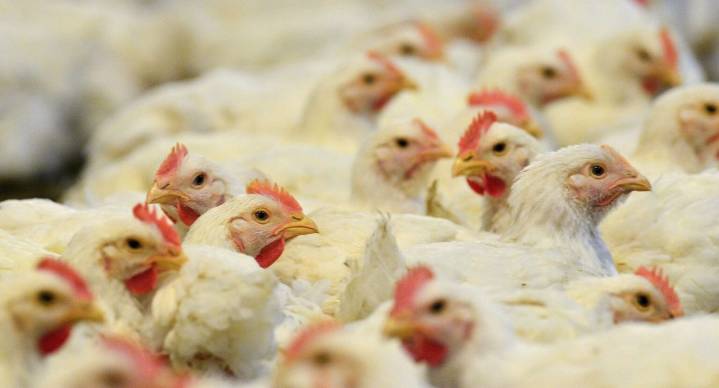 EEUU confirma la primera muerte por infección humana de la cepa H5N5 de gripe aviar