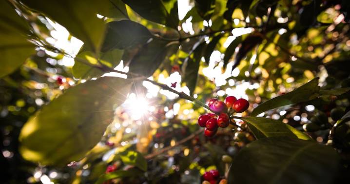 Región cafetera colombiana, clave para Starbucks y Nestlé, padece ola de inseguridad