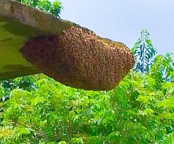 Ocho personas afectadas por ataque de abejas africanas en Casacoima