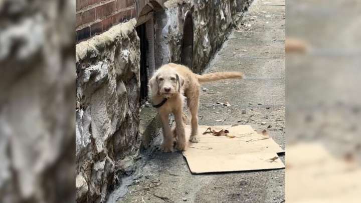 Missouri Puppy Curled Up In Pain Behind Abandoned House Is Saved By A Stranger’s Dog