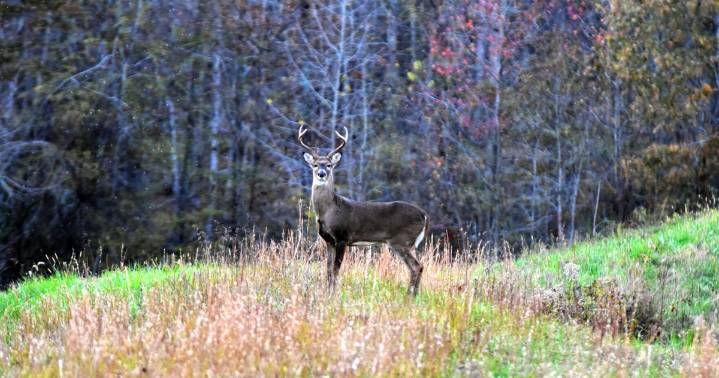 More than 51,000 deer harvested during first weekend of Illinois firearm deer season