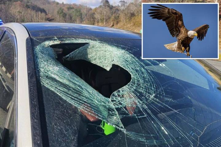 Bald eagle drops cat onto moving car in NC:  'Guts all over'