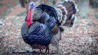 Public can help name turkey Mississippi governor will pardon before Thanksgiving