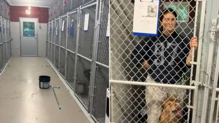When The Daycare Phone Rang For Help The New York Rescue Staff Came In And Found A Surprise In The Kennel
