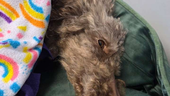 Emaciated dog, Angel, dies despite community efforts