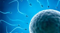 Micronutrientes y probióticos: ¿terapia del futuro para la fertilidad femenina?