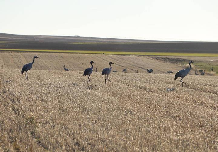 Confirmados otros dos casos de gripe aviar en Salamanca