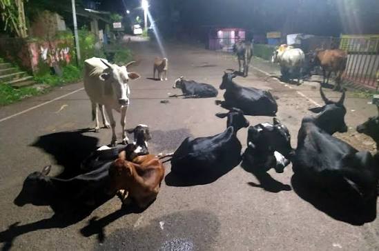 Loliem-Polem Gramsabha Resolves to Hand Over Stray Cattle to Karnataka Farmer