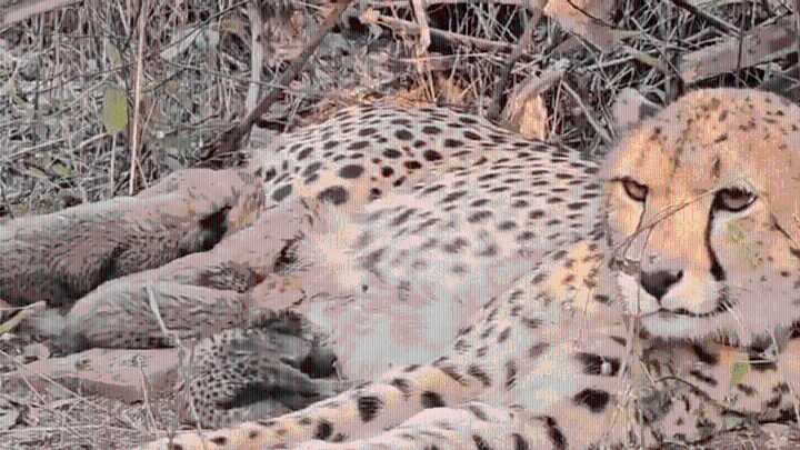 Mukhi was first India-born first-gen cheetah; her litter of five becomes 2nd