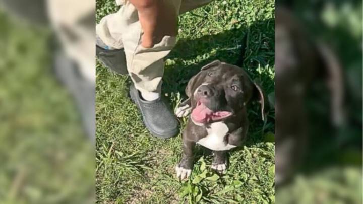 Tennessee Pittie Refuses To Leave Little Girl’s Side Until Her Family Welcomes Him In