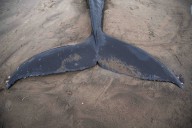 Starving humpback whale found dead on Neskowin beach (photos)