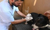 Veterinaria y Zoonosis: días y horarios de atención en la primera semana de diciembre