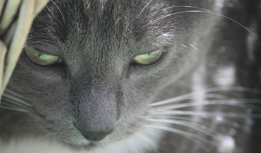 Motorist in North Carolina tells 911: 'I just had a bald eagle drop a cat through my windshield'